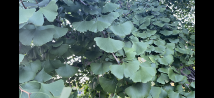 Gingko Biloba Tincture (1 oz dropper bottle)