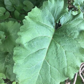 Burdock Root Tincture (1 oz)