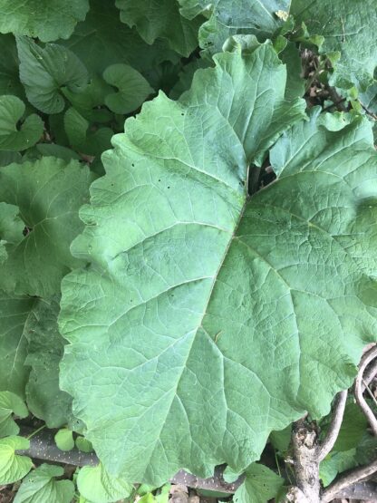 Burdock Root Tincture (1 oz)