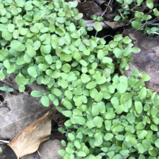 Chickweed Tincture (1 oz)