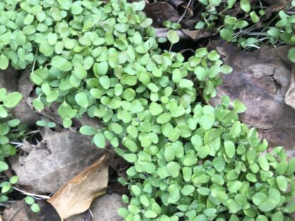 Chickweed Tincture (1 oz)