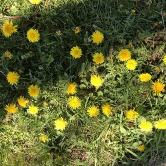 Dandelion Tincture (1oz)