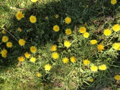 Dandelion Tincture (1oz)